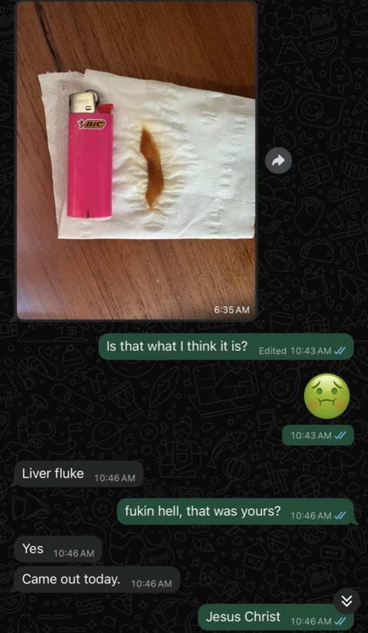 Client message: liver fluke passed on the protocol